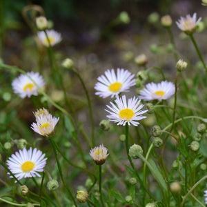 Erigeron karvinskianus 'Lavender Lady' Perennial Bedding