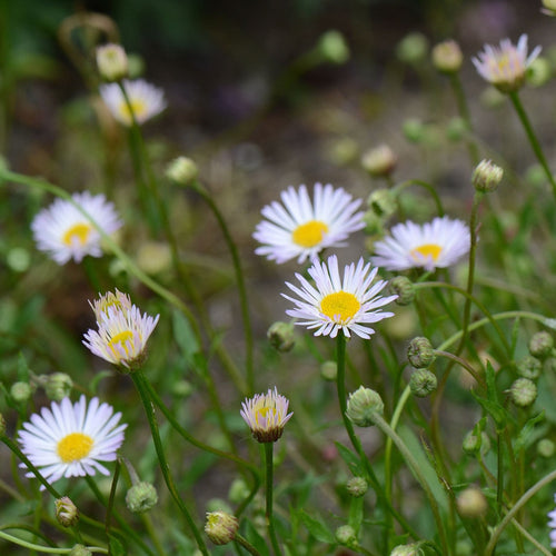 Erigeron karvinskianus 'Lavender Lady' Perennial Bedding
