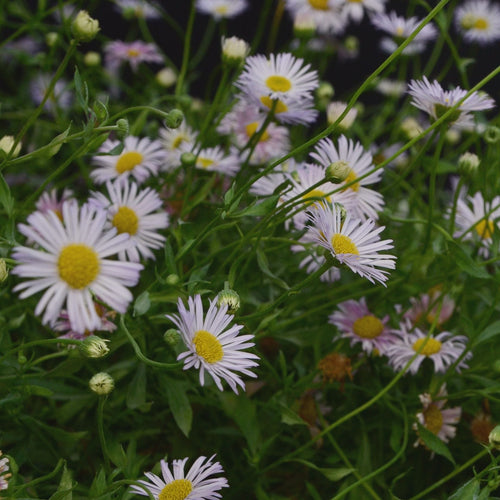 Erigeron karvinskianus 'Lavender Lady' Perennial Bedding