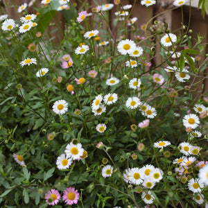 Mexican Fleabane | Erigeron karvinskianus 'Profusion' Perennial Bedding