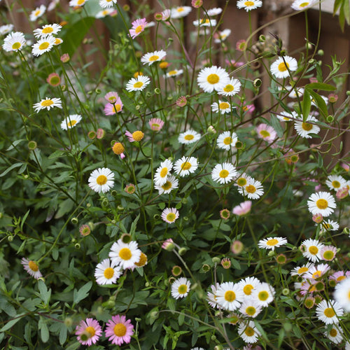 Mexican Fleabane | Erigeron karvinskianus 'Profusion' Perennial Bedding