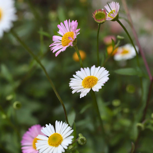 Mexican Fleabane | Erigeron karvinskianus 'Profusion' Perennial Bedding