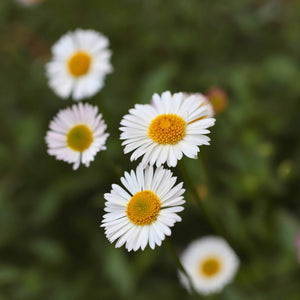 Mexican Fleabane | Erigeron karvinskianus 'Profusion' Perennial Bedding