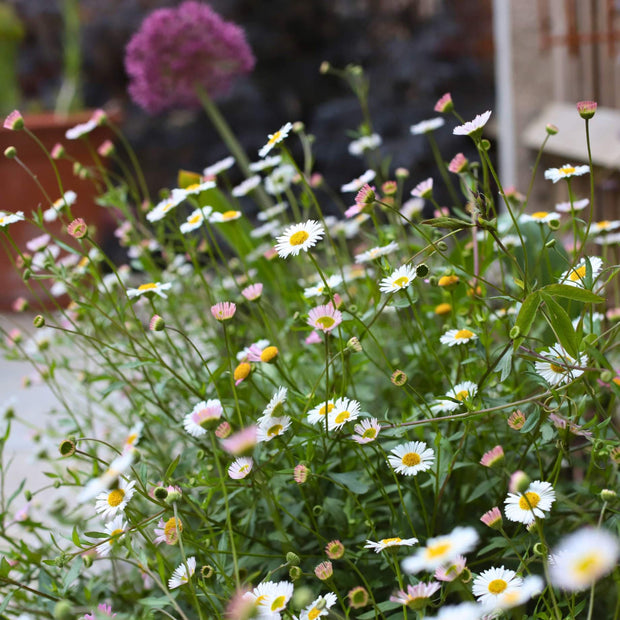 Mexican Fleabane | Erigeron karvinskianus 'Profusion' Perennial Bedding