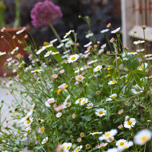 Mexican Fleabane | Erigeron karvinskianus 'Profusion' Perennial Bedding