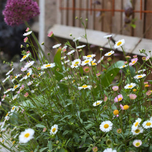 Mexican Fleabane | Erigeron karvinskianus 'Profusion' Perennial Bedding