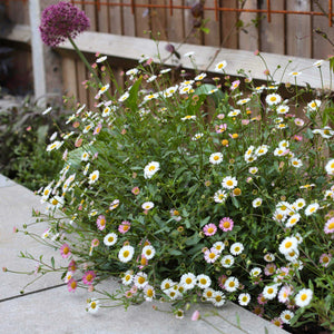 Mexican Fleabane | Erigeron karvinskianus 'Profusion' Perennial Bedding