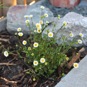 Mexican Fleabane | Erigeron karvinskianus 'Stallone' Perennial Bedding