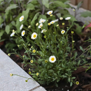 Mexican Fleabane | Erigeron karvinskianus 'Stallone' Perennial Bedding