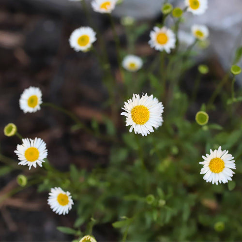 Mexican Fleabane | Erigeron karvinskianus 'Stallone' Perennial Bedding
