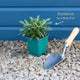 Perennial Wallflower | Erysimum 'Bowles's Mauve' Perennial Bedding
