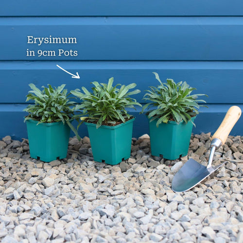 Perennial Wallflower | Erysimum 'Bowles's Mauve' Perennial Bedding