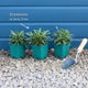 Perennial Wallflower | Erysimum 'Bowles's Mauve' Perennial Bedding