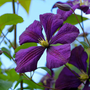 Clematis viticella 'Étoile Violette' Climbing Plants