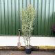Hardy Eucalyptus Tree | Eucalyptus gunnii Ornamental Trees