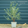 Hardy Eucalyptus Bush | Eucalyptus gunnii Ornamental Trees