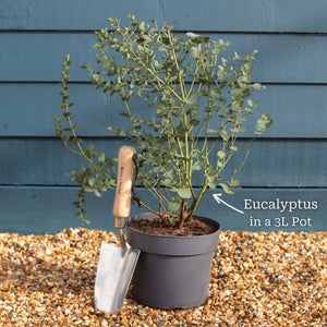 Patio Eucalyptus Tree | Eucalyptus gunnii 'Azura'® Ornamental Trees
