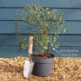 Patio Eucalyptus Tree | Eucalyptus gunnii 'Azura'® Ornamental Trees