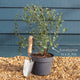 Patio Eucalyptus Tree | Eucalyptus gunnii 'Azura'® Ornamental Trees