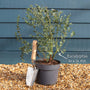 Patio Eucalyptus Tree | Eucalyptus gunnii 'Azura'® Ornamental Trees
