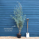 Hardy Eucalyptus Bush | Eucalyptus gunnii Ornamental Trees