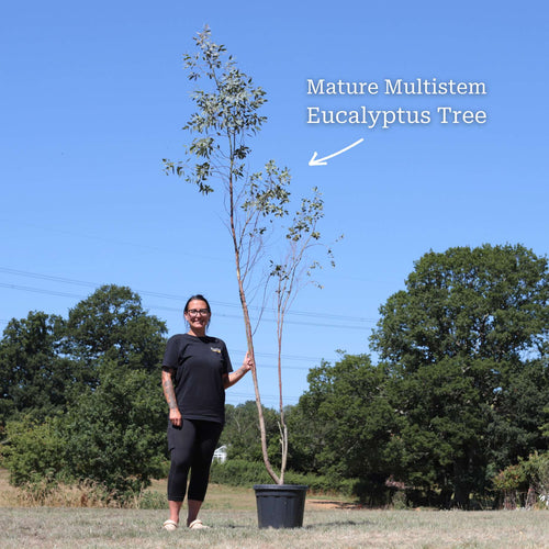 Hardy Eucalyptus Bush | Eucalyptus gunnii Ornamental Trees
