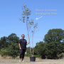 Hardy Eucalyptus Bush | Eucalyptus gunnii Ornamental Trees