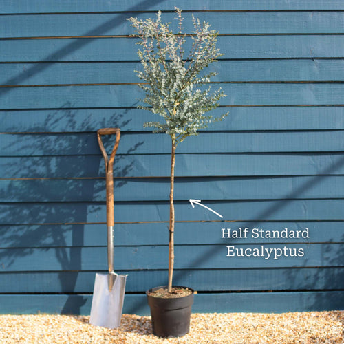 Standard Eucalyptus Tree | Eucalyptus gunnii Ornamental Trees