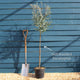 Standard Eucalyptus Tree | Eucalyptus gunnii Ornamental Trees