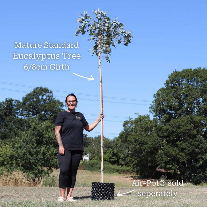 Standard Eucalyptus Tree | Eucalyptus gunnii Ornamental Trees