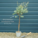 Standard Eucalyptus Tree | Eucalyptus gunnii Ornamental Trees
