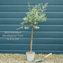 Standard Eucalyptus Tree | Eucalyptus gunnii Ornamental Trees