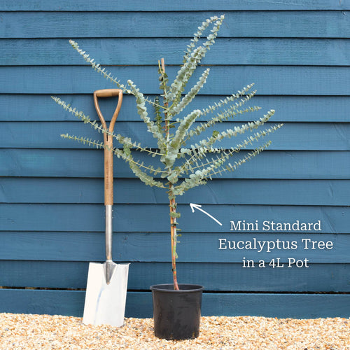 Standard Eucalyptus Tree | Eucalyptus gunnii Ornamental Trees