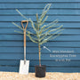 Standard Eucalyptus Tree | Eucalyptus gunnii Ornamental Trees
