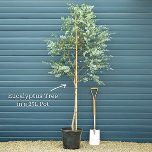 Hardy Eucalyptus Bush | Eucalyptus gunnii Ornamental Trees