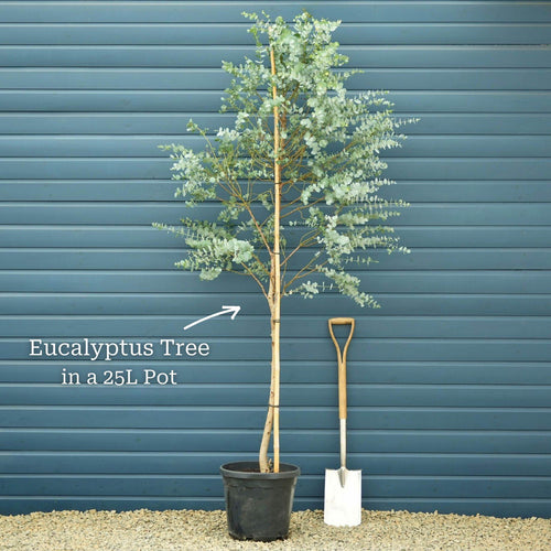 Hardy Eucalyptus Bush | Eucalyptus gunnii Ornamental Trees