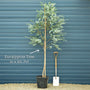 Hardy Eucalyptus Bush | Eucalyptus gunnii Ornamental Trees