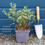 Euonymus 'Emerald 'n' Gold' Shrubs