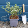 Euonymus 'Emerald 'n' Gold' Shrubs