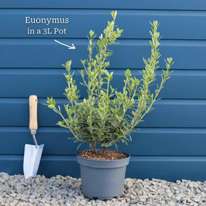 Euonymus 'Harlequin' Shrubs