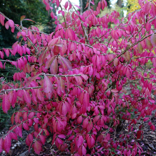 Euonymus alatus 'Little Moses' Shrubs