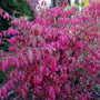 Euonymus alatus 'Little Moses' Shrubs