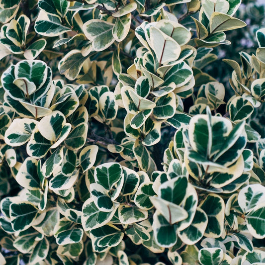 Euonymus japonicus 'Susan' Shrubs