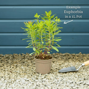 Euphorbia Purpurea Perennial Bedding