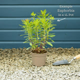 Euphorbia Purpurea Perennial Bedding