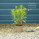 Euphorbia Purpurea Perennial Bedding