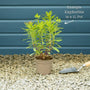 Euphorbia Purpurea Perennial Bedding