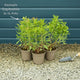 Euphorbia Purpurea Perennial Bedding