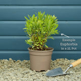 Euphorbia 'Ascot Rainbow' Perennial Bedding