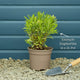 Euphorbia 'Ascot Rainbow' Perennial Bedding